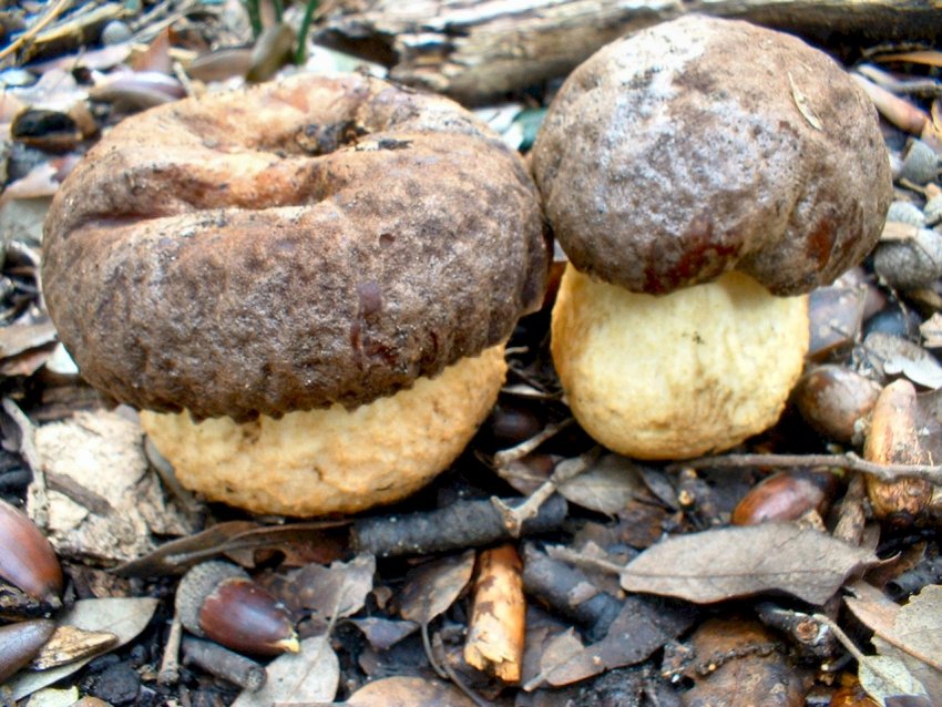 Escursione tra pino e leccio